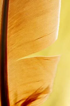 Close-up of a feather as a background. Stock Photos