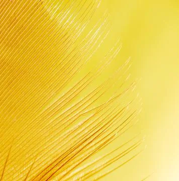 Close-up of a feather as a background. Stock Photos