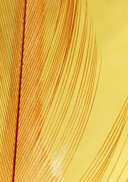 Close-up of a feather as a background. Stock Photos