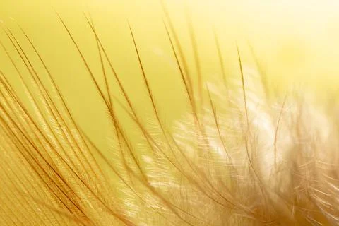 Close-up of a feather as a background. Stock Photos