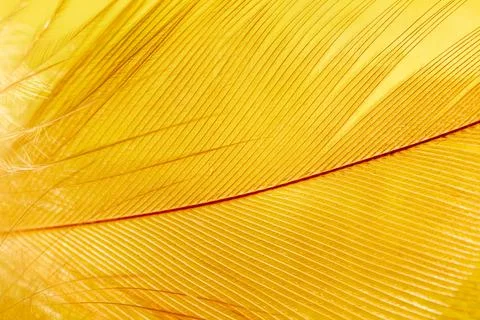 Close-up of a feather as a background. Stock Photos