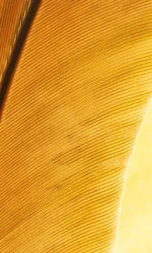 Close-up of a feather as a background. Stock Photos