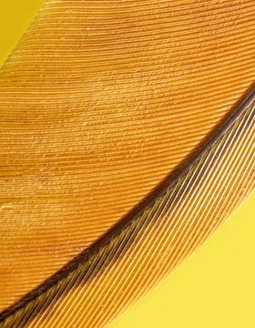 Close-up of a feather as a background. Stock Photos