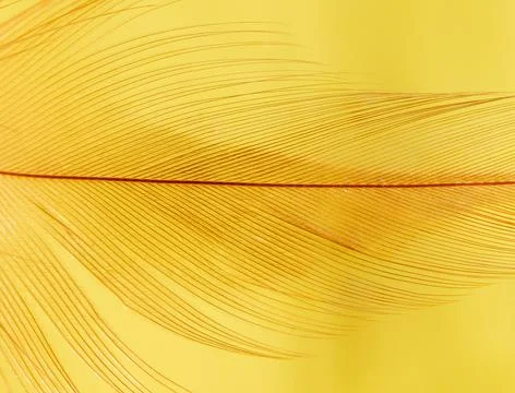 Close-up of a feather as a background. Stock Photos