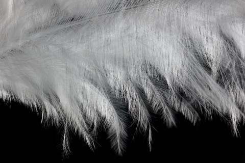 A close up of a feather with a black background Stock Photos