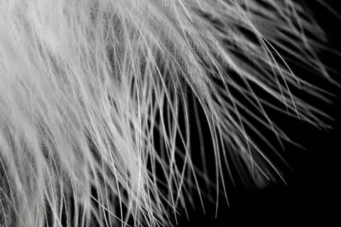 A close up of a feather with a black background Stock Photos