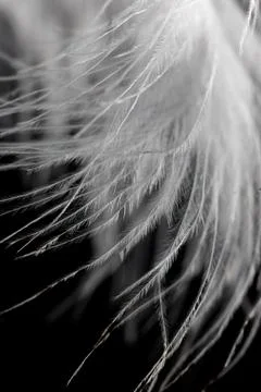 A close up of a feather with a black background Stock Photos
