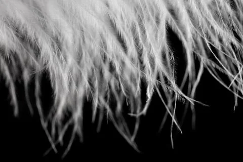A close up of a feather with a black background Stock Photos