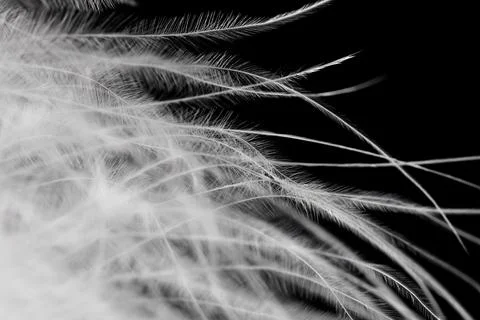A close up of a feather with a black background Stock Photos