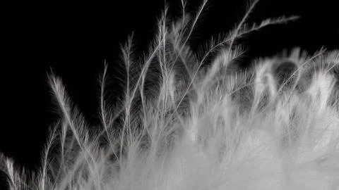 A close up of a feather with a black background Stock Photos
