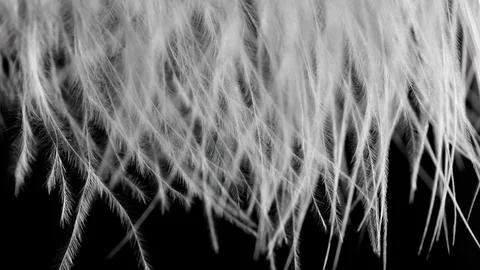 A close up of a feather with a black background Stock Photos