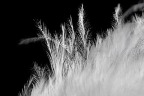 A close up of a feather with a black background Stock Photos