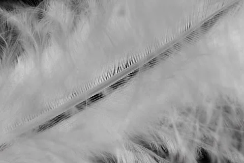 A close up of a feather with a black background Stock Photos
