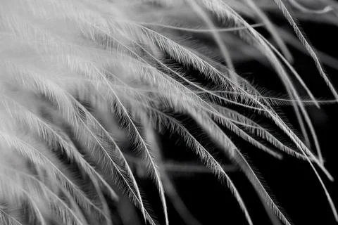 A close up of a feather with a black background Stock Photos