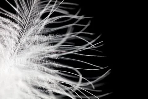 A close up of a feather with a black background Stock Photos