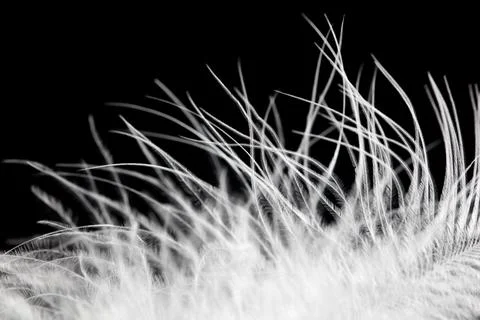 A close up of a feather with a black background Stock Photos