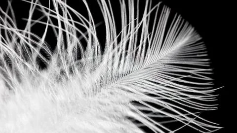 A close up of a feather with a black background Stock Photos
