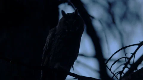 Close up feather care of long eared owl (Asio otus) sitting on branch. Stock Footage 144664829