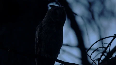 Close up feather care of long eared owl (Asio otus) sitting on branch. Stock Footage 144667491