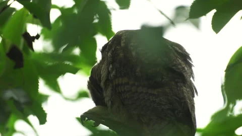 Close up feather care of young long eared owl (Asio otus) sitting on branch Stock Footage 143227473