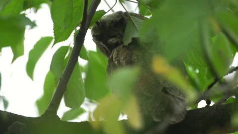 Close up feather care of young long eared owl (Asio otus) sitting on branch Stock Footage 143227654