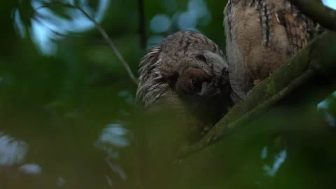Close up feather care of young long eared owl (Asio otus) group. Stock Footage 143230328