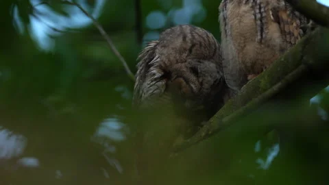 Close up feather care of young long eared owl (Asio otus) group. Stock Footage 143230408
