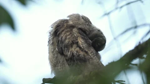 Close up feather care of young long eared owl (Asio otus) sitting on branch Stock Footage 143871854