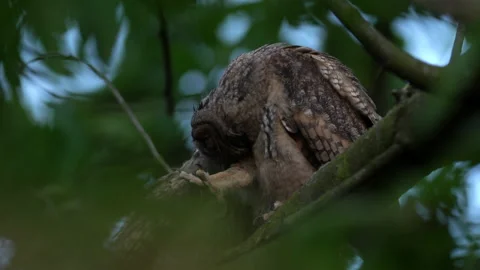 Close up feather care of young long eared owl (Asio otus) group. Stock Footage 143937622