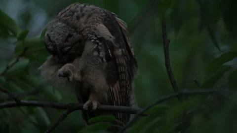 Close up feather care of young long eared owl (Asio otus) sitting on branch Stock Footage 143940580