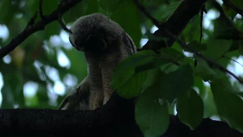 Close up feather care of young long eared owl (Asio otus) sitting on branch. Stock Footage 144395377