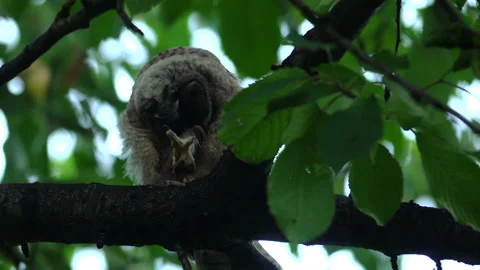 Close up feather care of young long eared owl (Asio otus) sitting on branch. Stock Footage 144395396