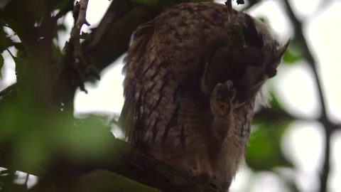 Close up feather care of young long eared owl (Asio otus) sitting on branch. Stock Footage 144448854