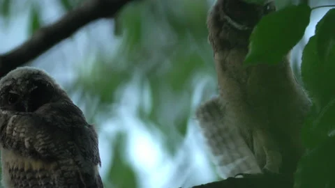 Close up feather care of young long eared owl (Asio otus) group. Stock Footage 145361508