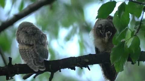 Close up feather care of young long eared owl (Asio otus) group. Stock Footage 145367315
