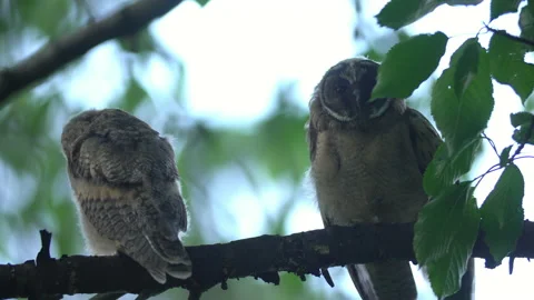 Close up feather care of young long eared owl (Asio otus) group. Stock Footage 145439788