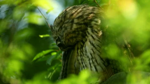 Close up feather care of young long eared owl (Asio otus) sitting on branch. Stock Footage 245096780
