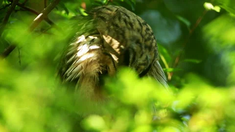 Close up feather care of young long eared owl (Asio otus) sitting on branch. Stock Footage 245110876