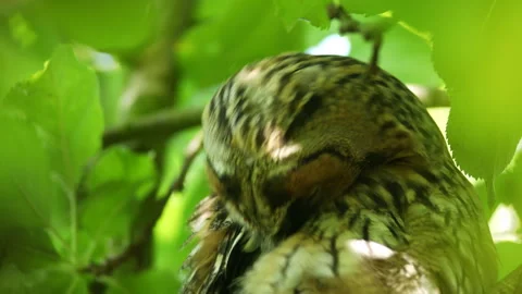 Close up feather care of young long eared owl (Asio otus) sitting on branch. Stock Footage 245161436
