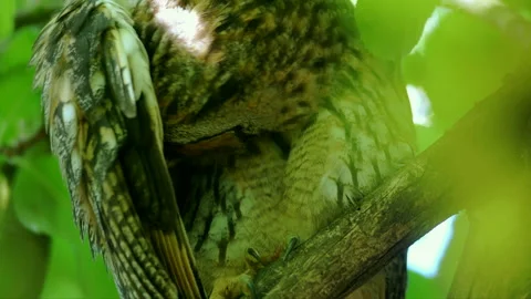 Close up feather care of young long eared owl (Asio otus) sitting on branch. Stock Footage 245167497