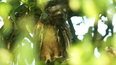 Close up feather care of young long eared owl (Asio otus) sitting on branch Stock Footage 246224850