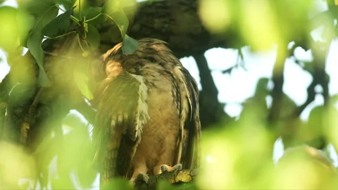 Close up feather care of young long eared owl (Asio otus) scratching by claws. Stock Footage 246297469