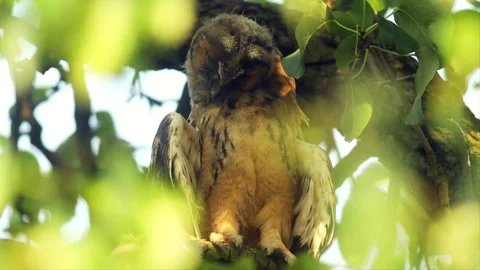 Close up feather care of young long eared owl (Asio otus) scratching by claws. Stock Footage 246309819