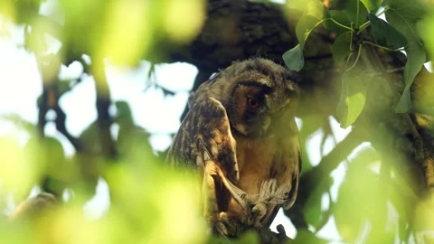 Close up feather care of young long eared owl (Asio otus) sitting on branch Stock Footage 246312174