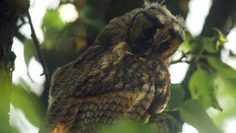 Close up feather care of young long eared owl (Asio otus) sitting on branch Stock Footage 246332569