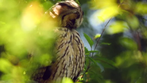 Close up feather care of young long eared owl (Asio otus) sitting on branch Stock Footage 249412640