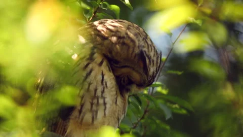 Close up feather care of young long eared owl (Asio otus) sitting on branch Stock Footage 249414168