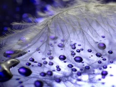 Close-up. Of a feather on a colored purple background with water droplets, .. Stock Photos