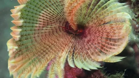 Close-Up of Feather Duster Worm (Sabellidae) Extending Delicate Crown in Reef Ha Stock Footage 311924981