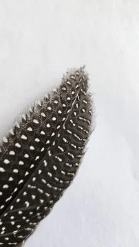 Close Up Feather End Stock Photos